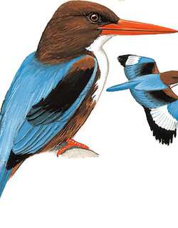 白胸翡翠 / White-throated Kingfisher / Halcyon smyrnensis