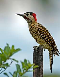 绿斑扑翅䴕 / Green-barred Woodpecker / Colaptes melanochloros