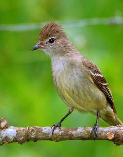 黄腹拟霸鹟 / Yellow-bellied Elaenia / Elaenia flavogaster