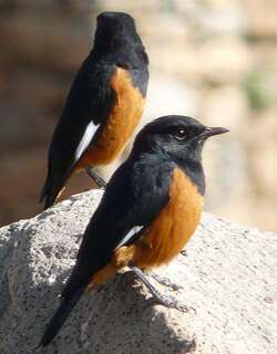 白翅壁䳭 / White-winged Cliff Chat / Monticola semirufus