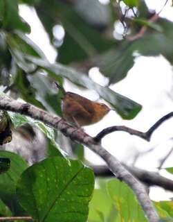 赭鹪鹩 / Ochraceous Wren / Troglodytes ochraceus