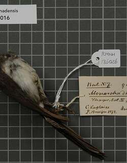 冠王鹟 / Hooded Monarch / Symposiachrus manadensis