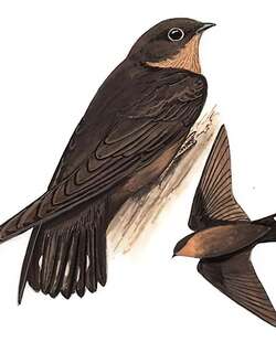 纯色岩燕 / Dusky Crag Martin / Ptyonoprogne concolor