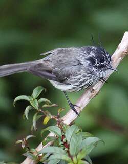 须雀霸鹟 / Tufted Tit-Tyrant / Anairetes parulus
