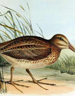 北岛沙锥 / North Island Snipe / Coenocorypha barrierensis