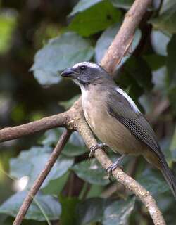 绿翅舞雀 / Green-winged Saltator / Saltator similis