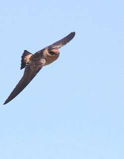 穴崖燕 / Cave Swallow / Petrochelidon fulva