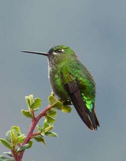 黑脚毛腿蜂鸟 / Black-thighed Puffleg / Eriocnemis derbyi