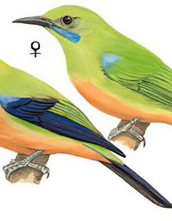 橙腹叶鹎 / Orange-bellied Leafbird / Chloropsis hardwickii