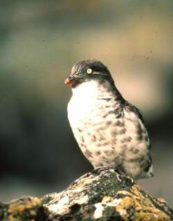 小海雀 / Least Auklet / Aethia pusilla
