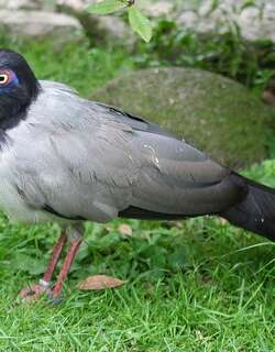 瑞氏红嘴地鹃 / Coral-billed Ground Cuckoo / Carpococcyx renauldi