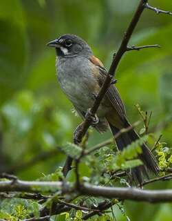 白须猛雀鹀 / Bridled Sparrow / Peucaea mystacalis