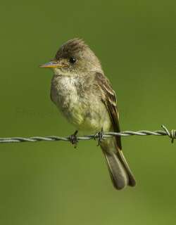 热带绿霸鹟 / Tropical Pewee / Contopus cinereus