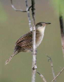 扎巴鹪鹩 / Zapata Wren / Ferminia cerverai