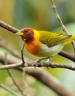 红头裸鼻雀 / Rufous-headed Tanager / Hemithraupis ruficapilla