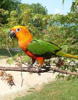 绿翅金鹦哥 / Jandaya Parakeet / Aratinga jandaya