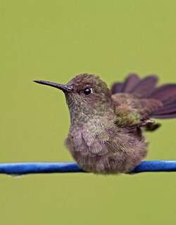 暗色刀翅蜂鸟 / Sombre Hummingbird / Eupetomena cirrochloris