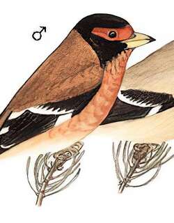 红眉金翅雀 / Spectacled Finch / Callacanthis burtoni