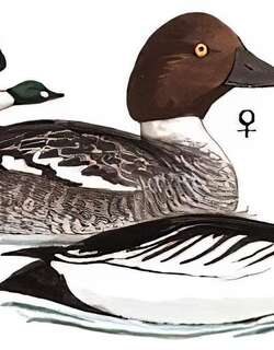 鹊鸭 / Common Goldeneye / Bucephala clangula
