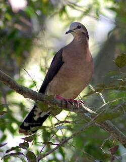 灰额棕翅鸠 / Grey-fronted Dove / Leptotila rufaxilla