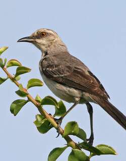热带小嘲鸫 / Tropical Mockingbird / Mimus gilvus