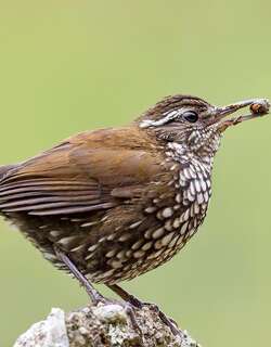 尖尾溪雀 / Sharp-tailed Streamcreeper / Lochmias nematura