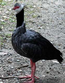 黑颈叫鸭 / Northern Screamer / Chauna chavaria