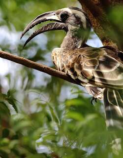 黑嘴弯嘴犀鸟 / African Grey Hornbill / Lophoceros nasutus