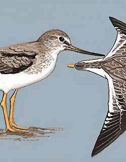 翘嘴鹬 / Terek Sandpiper / Xenus cinereus