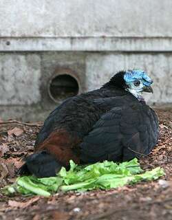 肉垂塚雉 / Wattled Brushturkey / Aepypodius arfakianus