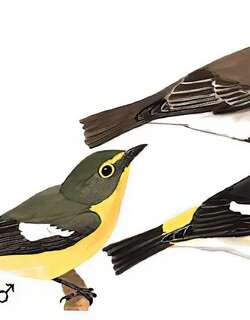 黄眉姬鹟 / Narcissus Flycatcher / Ficedula narcissina
