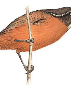 剑嘴鹛 / Slender-billed Scimitar Babbler / Pomatorhinus superciliaris