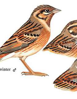 白头鹀 / Pine Bunting / Emberiza leucocephalos