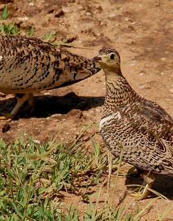 黑臉沙雞 / Black-faced Sandgrouse / Pterocles decoratus