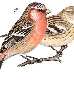 长尾雀 / Long-tailed Rosefinch / Carpodacus sibiricus
