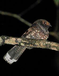 黑夜鹰 / Ocellated Poorwill / Nyctiphrynus ocellatus
