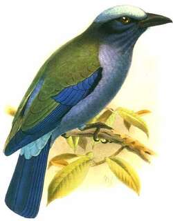 紫翅佛法僧 / Purple-winged Roller / Coracias temminckii