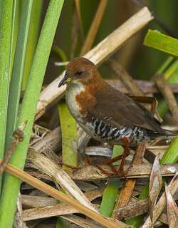 红白田鸡 / Red-and-white Crake / Laterallus leucopyrrhus