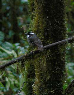 地丛鹟 / Ashy Robin / Heteromyias albispecularis
