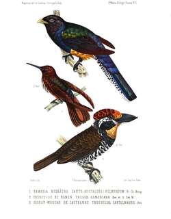 亚马逊美洲咬鹃 / Amazonian Trogon / Trogon ramonianus