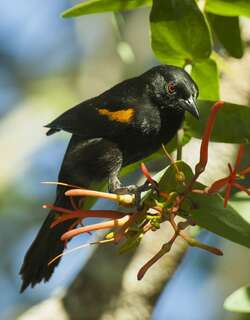 黄肩黑拟鹂 / Epaulet Oriole / Icterus cayanensis