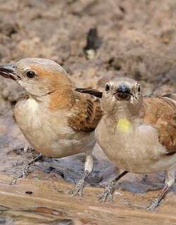 小石雀 / Sahel Bush Sparrow / Gymnoris dentata