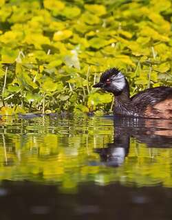 白簇䴙䴘 / White-tufted Grebe / Rollandia rolland