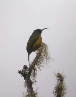 阿波太阳鸟 / Apo Sunbird / Aethopyga boltoni