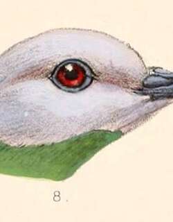 灰头果鸠 / Grey-headed Fruit Dove / Ptilinopus hyogastrus