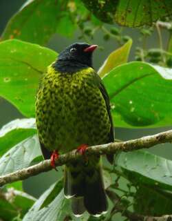 斑尾食果伞鸟 / Band-tailed Fruiteater / Pipreola intermedia