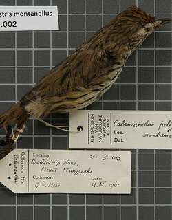 西地刺莺 / Western Fieldwren / Calamanthus montanellus
