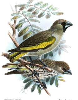 索马里金翅蜡嘴雀 / Somali Golden-winged Grosbeak / Rhynchostruthus louisae