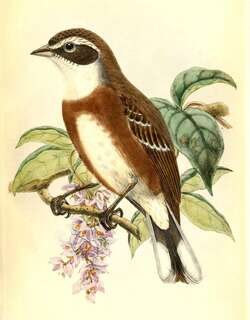 玻利维亚歌鹀 / Bolivian Warbling Finch / Poospiza boliviana