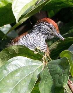 线纹蚁鵙 / Lined Antshrike / Thamnophilus tenuepunctatus